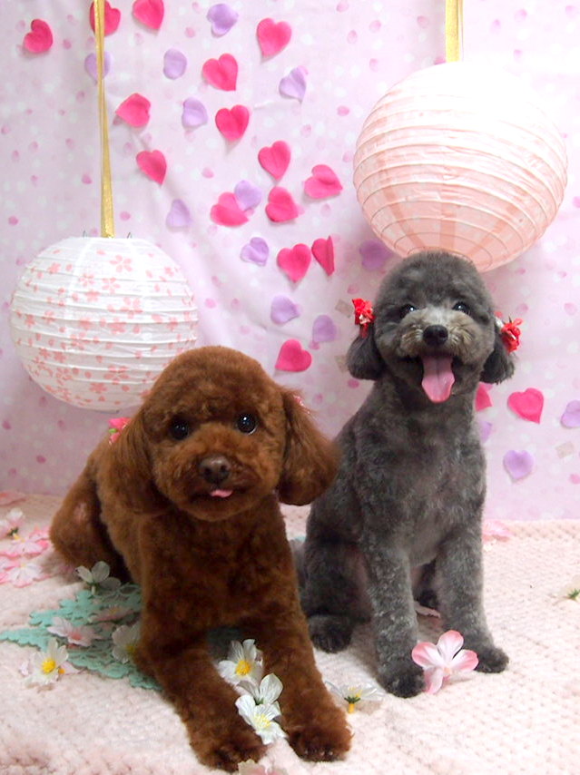 ラブワンコ中央店