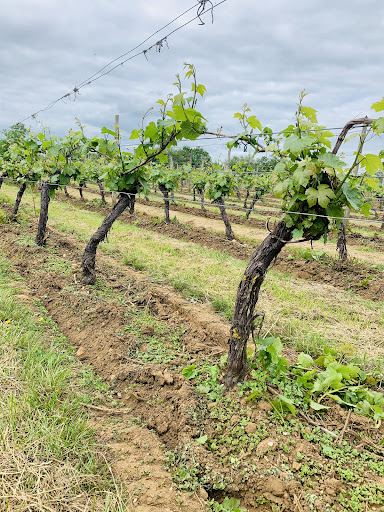 CHAFOR Wine Estate