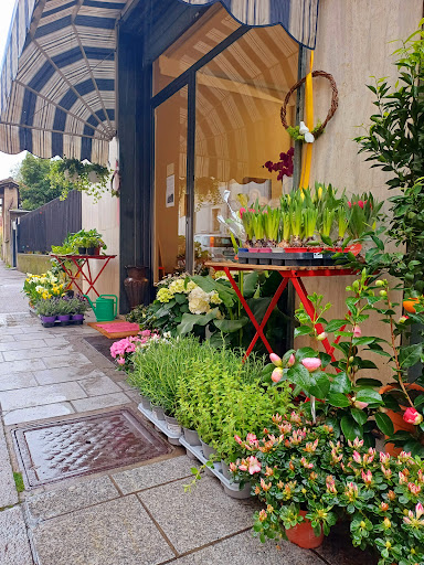 Borboni Fiori e Piante