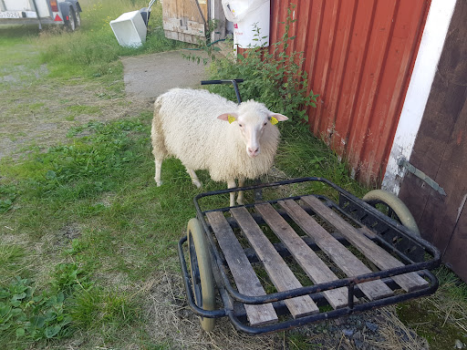 Ponderosa 4H farm - Thumbnail
