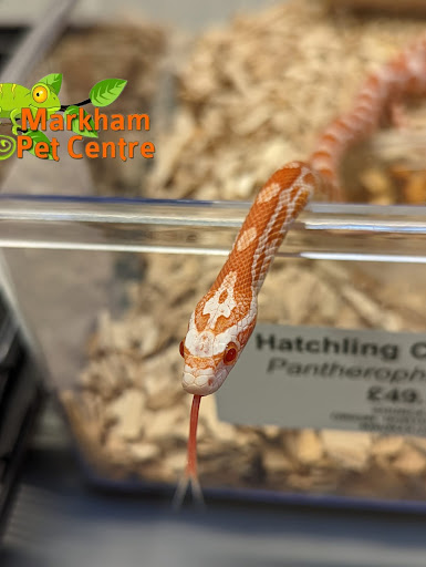 Markham Pet Centre - Visual