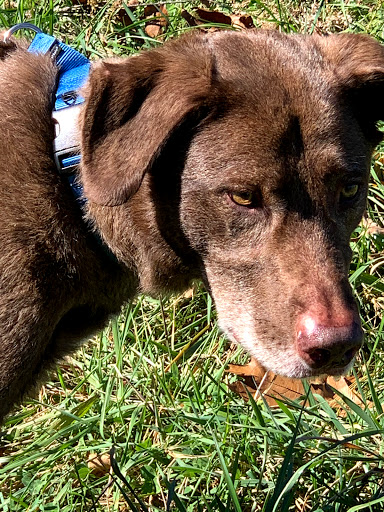Watauga Humane Society