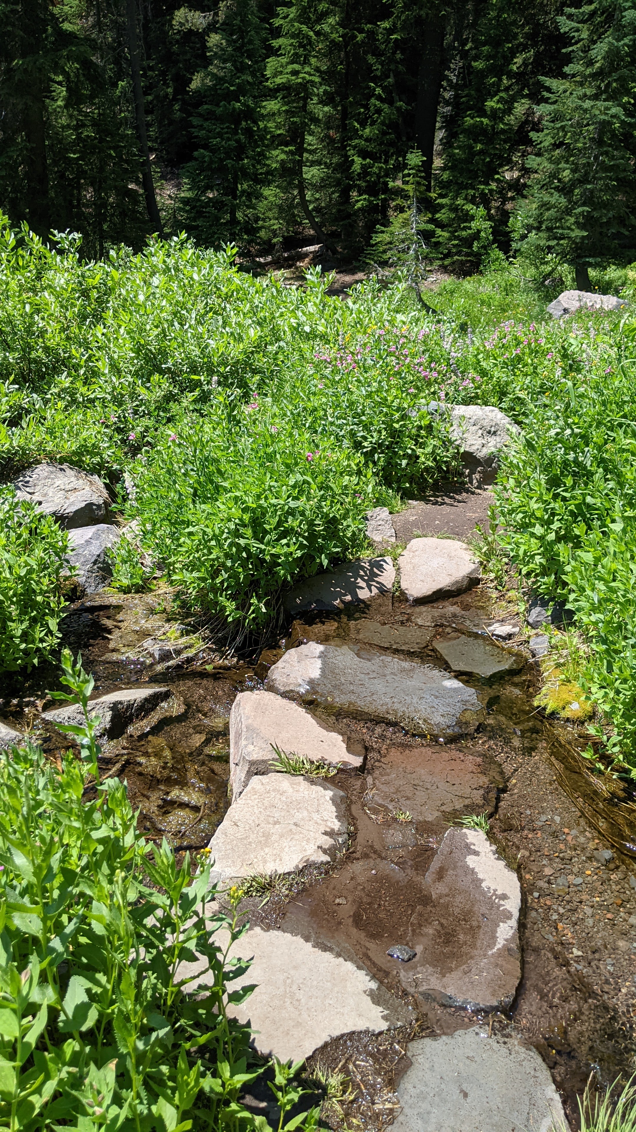 Castle Crest Wildflower Garden