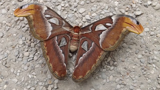 La Serre Aux Papillons