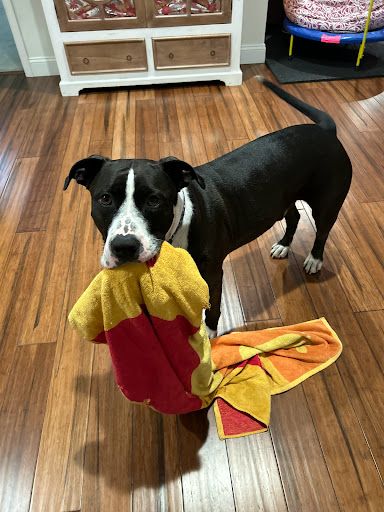 Cape May County Animal Shelter