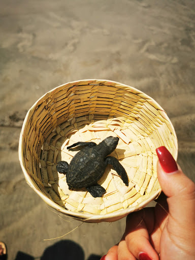 Campamento Tortuguero “Playa Hermosa” - Thumbnail