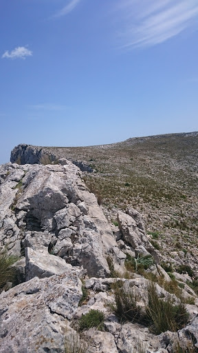 León Durmiente de Montaña - Thumbnail