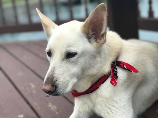 Kat's Canine Corner