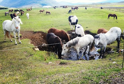 Photos of P&oacute;lar Hestar