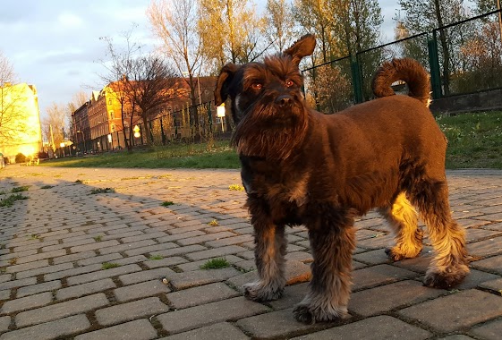Strzyżenie psów i kotów Salon Ponuś, Author: Arkadiusz Wątor