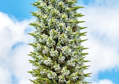 Photos of Plantas de Puyas Raimondii