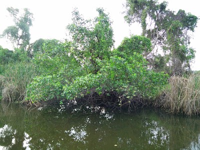 Photos of Kalametiya Bird Sanctuary - Bird Watching (Kalametiya Eco Bird Watching)