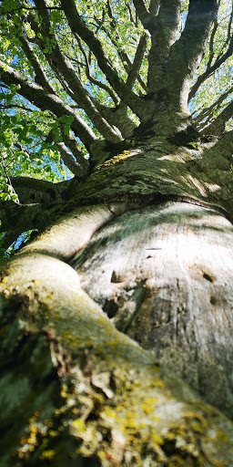 Naturdenkmal Rotbuche - Thumbnail