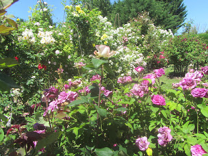Photo n°1 de La Roseraie de Brigitte à Cormeray (Jardin botanique)