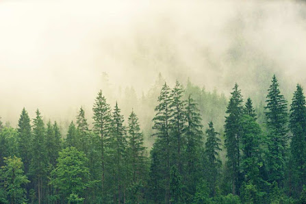 Beothuk | Gestion de projet, déforestation et revalorisation du territoire à Sept-Îles 1034 rue Dequen, Sept-Îles, QC G4R 4A5, Canada