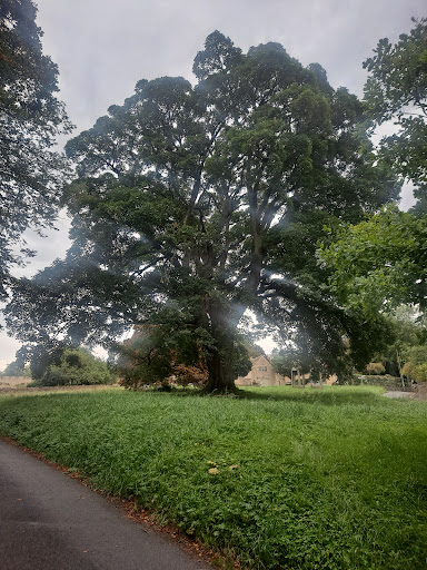 Golden Jubilee Tree - Thumbnail