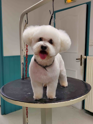 Peluche - Visual