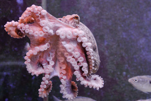 Photo of Akvarij Piran