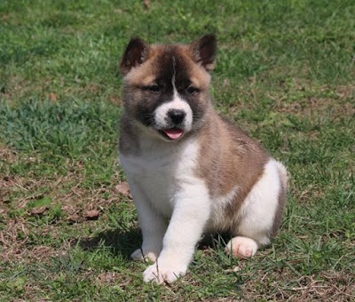 Akita Inu Puppies Home