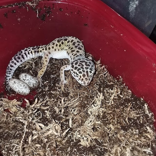 BP Reptiles - Thumbnail