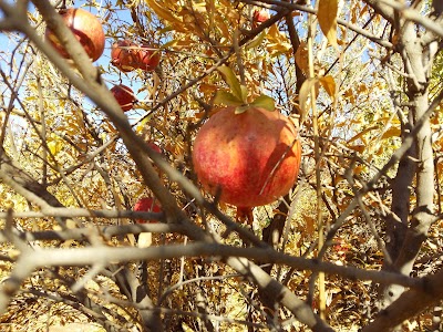 Photos of Shekh Hamamin Preparatory School