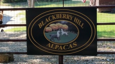 Blackberry Hill Alpacas