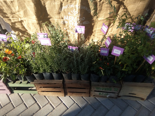 Alelí. Rincón de plantas - Foto 1