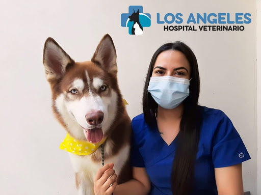 Los Angeles Hospital Veterinario