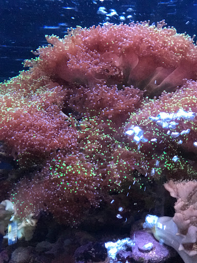 The aquarium people Gallery - United States