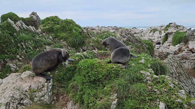 Kaikoura Seal Colony Open Times