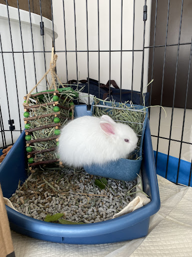 Rey Conejo - Thumbnail