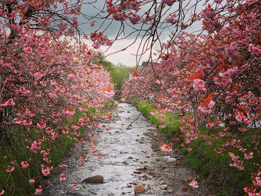 Dollar Cherry Blossom - Thumbnail