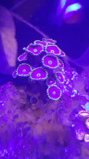 Polyp Box - Visual