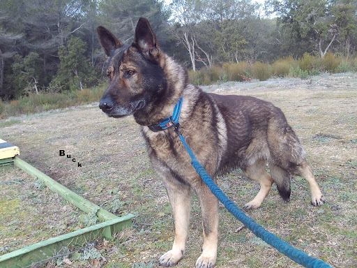 Refuge de Mougins - Au Service des Animaux 06 - ASA 06 - Thumbnail