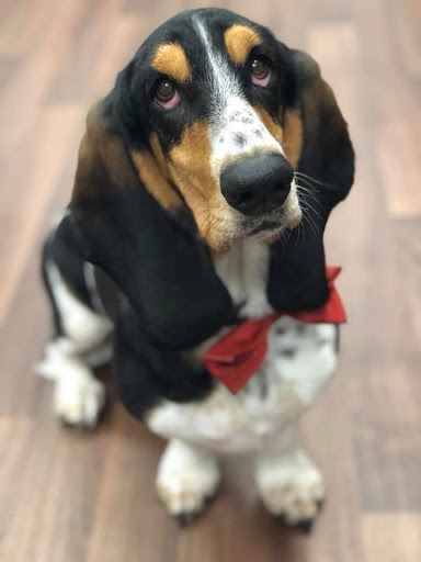 Dog Grooming - The Spa Tonbridge Pamper & Groom