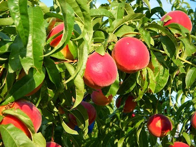 Chiles Peach Orchard and Farm Market