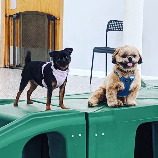 Indoor Zoomies indoor dog park - Thumbnail