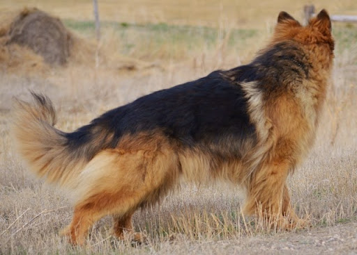 Royal K9 Kennel