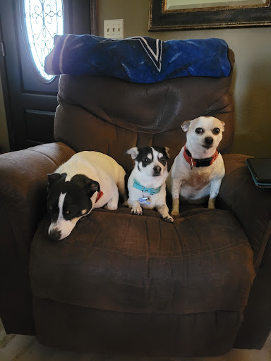 White Veterinary Services Pllc - Thumbnail