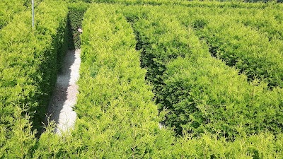 Photos of Irrgarten
