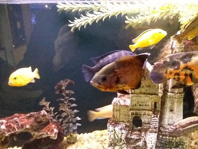 The Aquarium Shop