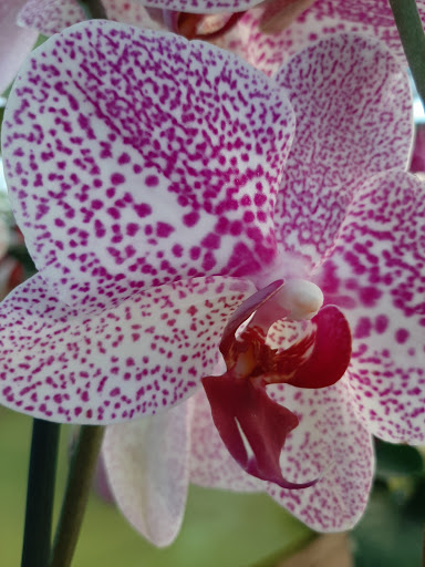 Floricoltura Raffaella - Thumbnail