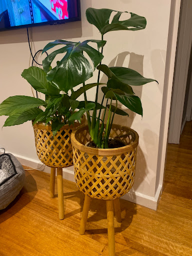 Hello Botanical - Visual
