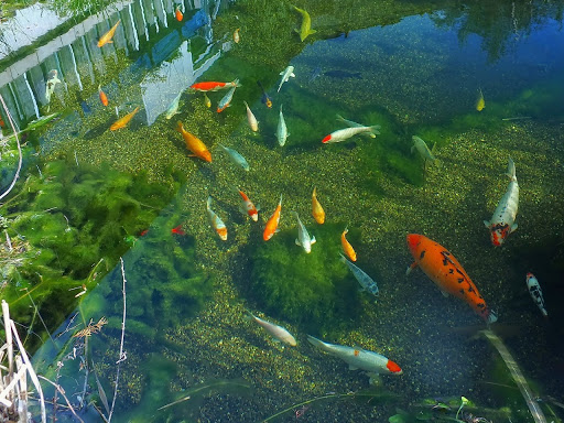 Regenbogenelritze Springbarsch, Teichfischzucht, Nordamerikanische Zierfisch-Raritäten - Thumbnail