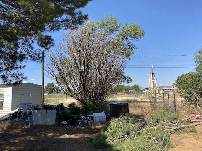 Keep Odessa Green Tree Trimming