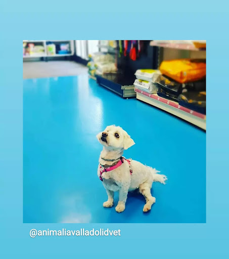 Centro Veterinario Animalia