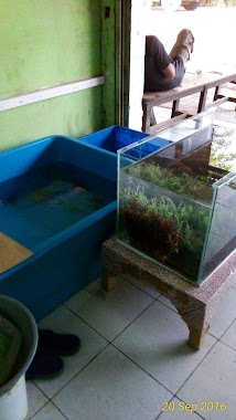 Ipung Ikan Hias Dan Aquarium, Author: ifunk purwanto