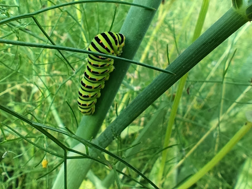 Oasis de mariposas "La Isla" Gallery - Spain