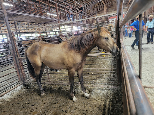 Salem Livestock Auction - Thumbnail