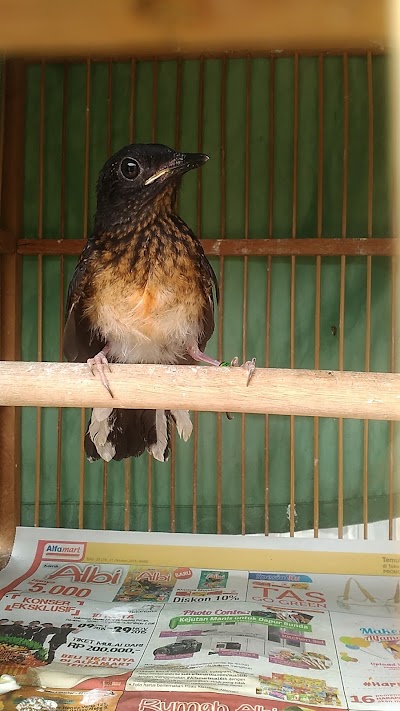 photo of Arizona Bird Farm/Peternak Murai Batu